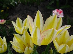   tulipa
